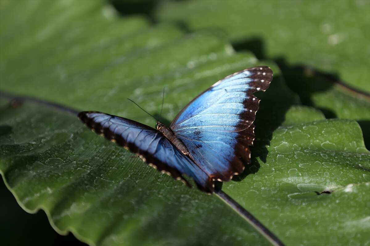 Şebi Arus için gelenler Konya’nın ünlü mekanında huzur bulacak 11